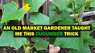 An Old Market Gardener Showed Me This Trick for Healthy, BOOMING Cucumbers