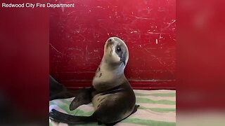Sea lion pup rescued from NorCal parking structure