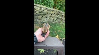 Feeding the chipmunk