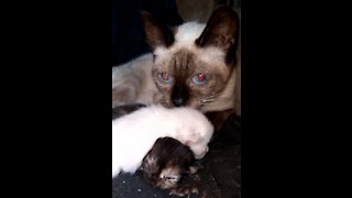 Ragdoll Kitty And Her 3 Day Old Kittens!