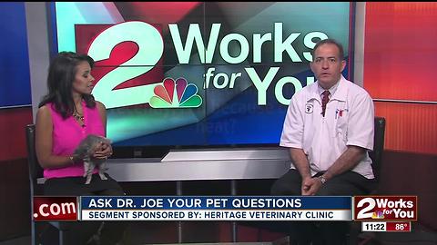Veterinarian Dr. Joe visits midday to answer pet health questions