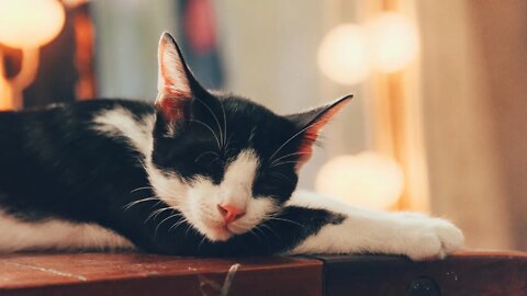 Música para relaxar e dormir em 5 minutos Gato Bartolomeu Tunico Relaxamento
