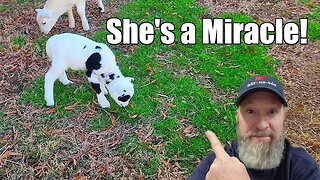 The Miracle Lamb!