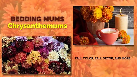 BEDDING MUMS | Chrysanthemums - What will you do with Yours?