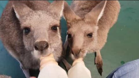 Due canguri e un wallaby condividono il biberon!