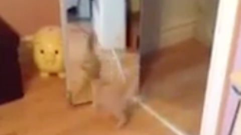 SO CUTE. Cat plays with his reflection in the mirror