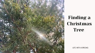 Finding a Christmas Tree