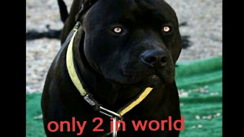 Black pitbull dog only 2 in world