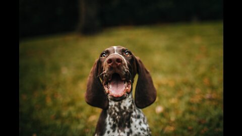 Guard Dog Training