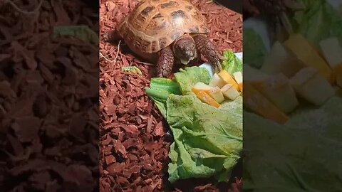 CUTE!!! Russian Tortoise eating squash #satisfying #asmr #reptiles
