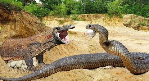 Adorable Snake Attack Comodo Dragon Family !! Wild Animal Attack !! Snake Video !!