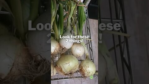 Onion CURING Tips