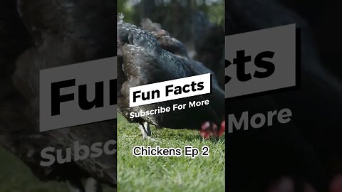 Fun Chicken Facts🐓🐥🐤🐣🐔 #ChickensAreSocialAnimals #ChickenBonds #ChickenPersonalities #Affectionate
