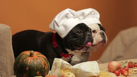 cute French bulldogs in chef's hats isolated