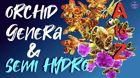 How to grow every Orchid Genera in Semi Hydro | Organic & Inorganic media #ninjaorchids #semihydro