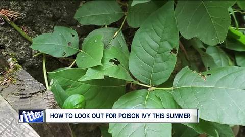 How to look out (and treat) poison ivy this summer--6pm