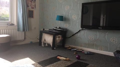 Bulldog Solves Itch On Table, Knocks Everything Off