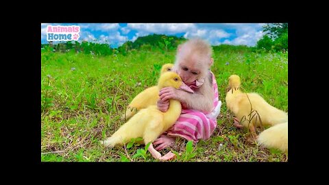 BiBi's brother helps the duckling escape from naughty Amee