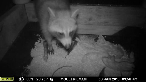 Big raccoon 🦝 compilation deep in the 🌠 night #cute #funny #animal #nature #wildlife #trailcam #farm