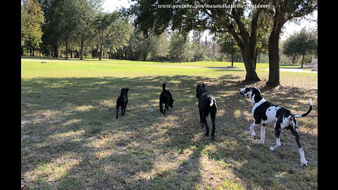 Great Dane Shows Dog Friends How To Bark Hello to Neighbor Dog