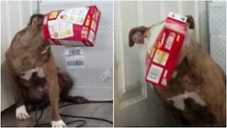 Koira yrittää varastaa ruokaa, mutta jää päästään kiinni pahvilaatikkoon