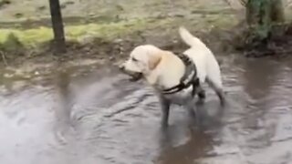 Typical Labrador Loves Splashing In Mucky Puddles