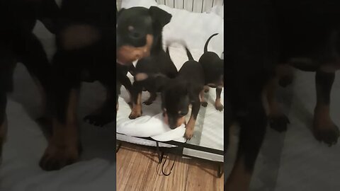 micro Dobermann miniature pinscher puppies