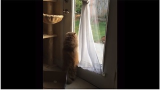 Persistent Cat Desperately Tries To Break Through A Glass Door