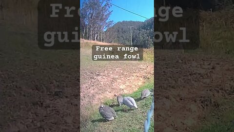 More free range guinea fowl