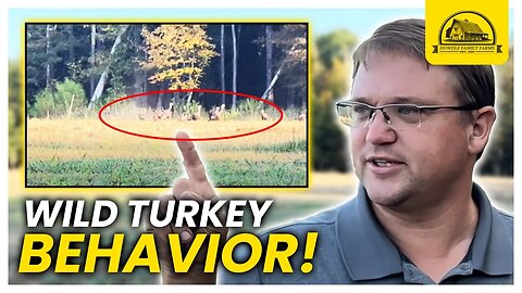 Interesting Wild Turkey Behavior on a Regenerative Farm
