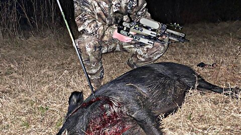 Bowhunting hog javali