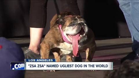 "Zsa Zsa" the bulldog is world's ugliest dog