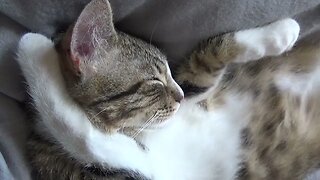Cat Sleeps with His Paw behind His Ear