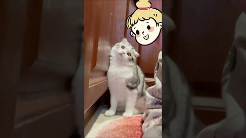 🐱Cutest Cats🐱Cat frightened by whistle