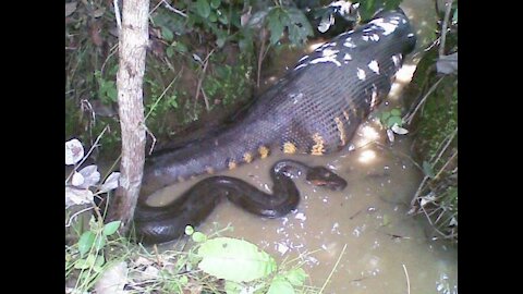 The Largest Giant Anaconda in the Amazon River