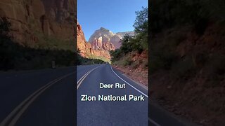 Deer Rut | Zion National Park | Wildlife #short #shorts