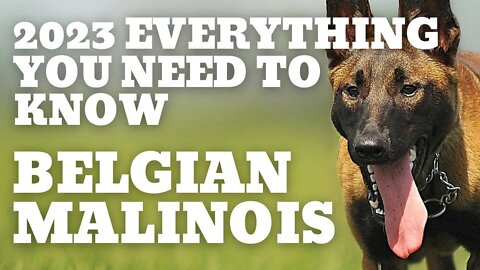 2023 BELGIAN MALINOIS : EVERYTHING YOU NEED TO KNOW