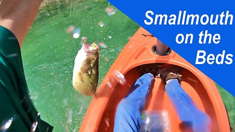 Fishing on a smallmouth Bed (with underwater footage)