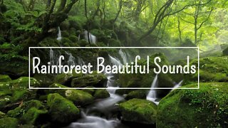 Rain Forest Ambience Sound - Som Ambiente da Floresta Tropical
