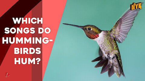 What You Should Know About Hummingbirds