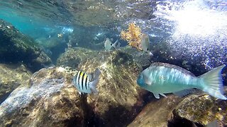 Relaxing Music Underwater Tropical Fish Peanut Island FL