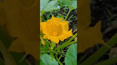 Pollinate Squash