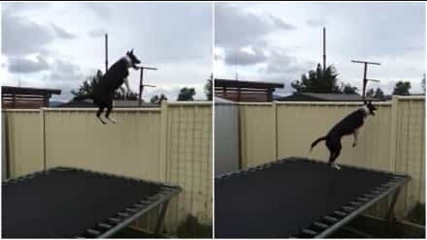 Cadela acrobata salta em trampolim durante horas