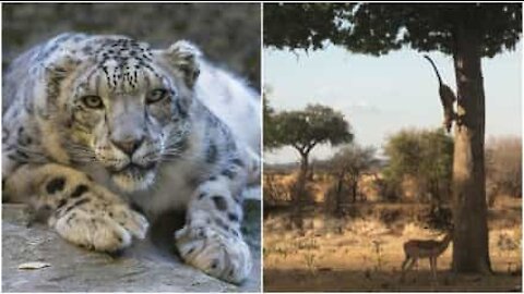 Leopardo salta dall'albero per catturare un impala