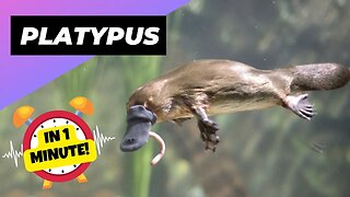 Platypus - In 1 Minute! 🦆 A Cute Animal That Can Actually Kill You | 1 Minute Animals