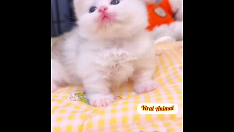 How cute cute kittens😻😻 trending video