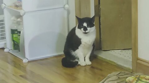 Oreo the cat stares me down