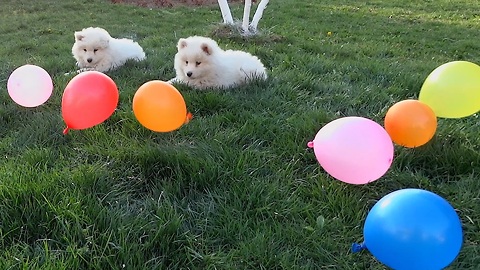 Samoyed puppies adorably play with balloons
