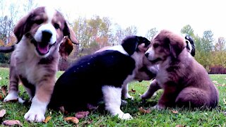 Berner puppies get excited after finding water bottle to play with