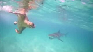 Skilpadde taper slåsskamp mot en hai